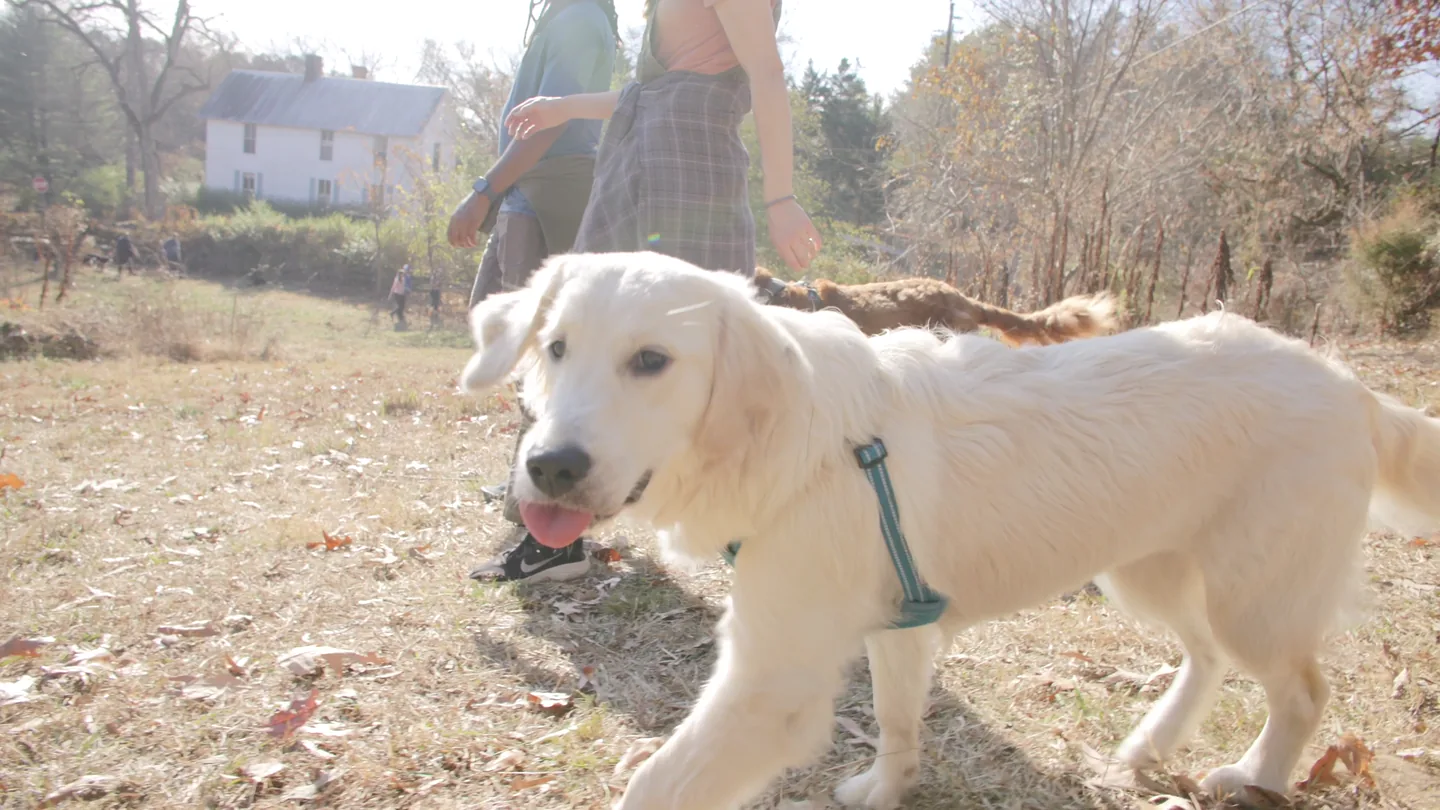 A golden retriever enjoying a walk with people and other dogs